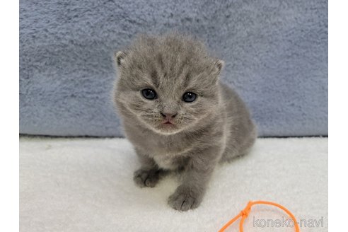 成約済の千葉県のブリティッシュショートヘア-95186の9枚目