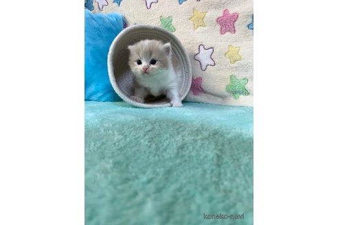 成約済の大阪府のスコティッシュフォールド-95189の2枚目