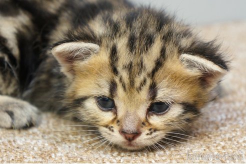 成約済の埼玉県のアメリカンショートヘア-95192の16枚目