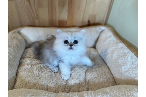 成約済の長野県のペルシャ-95191の6枚目
