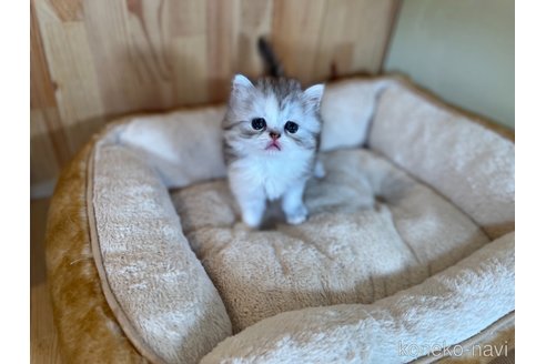 成約済の長野県のスコティッシュストレート-95201の5枚目