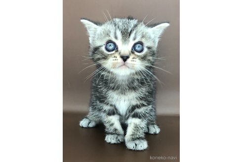 成約済の三重県のアメリカンショートヘア-95202の4枚目