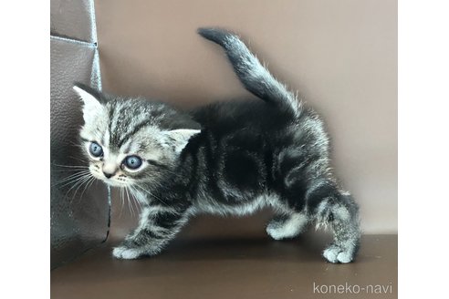 成約済の三重県のアメリカンショートヘア-95202の8枚目