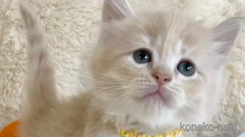 成約済の埼玉県のサイベリアン-94297の8枚目