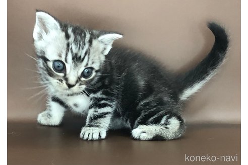 成約済の三重県のアメリカンショートヘア-95203の7枚目