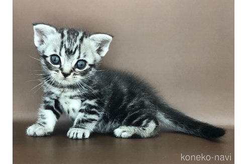 成約済の三重県のアメリカンショートヘア-95203の1枚目