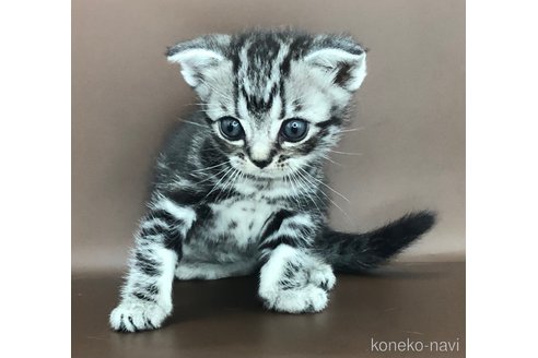 成約済の三重県のアメリカンショートヘア-95203の2枚目