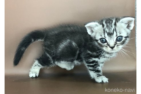 成約済の三重県のアメリカンショートヘア-95203の3枚目