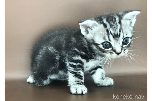 成約済の三重県のアメリカンショートヘア-95203の4枚目