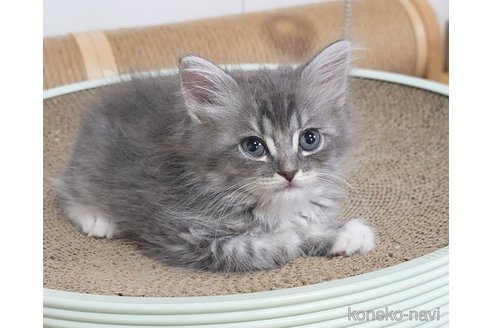 成約済の埼玉県のサイベリアン-91279の2枚目