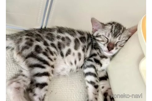 成約済の愛知県のベンガル-95225の2枚目