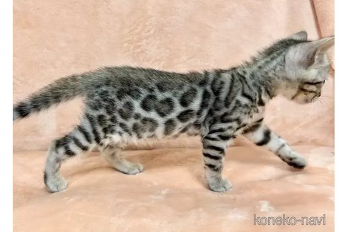 成約済の愛知県のベンガル-95225の3枚目
