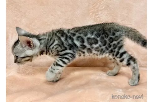成約済の愛知県のベンガル-95225の5枚目