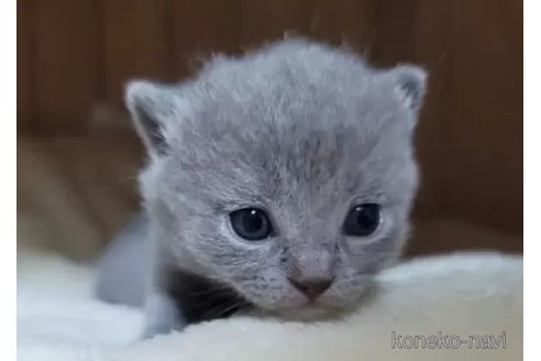 成約済の愛知県のシャルトリュー-95240の3枚目