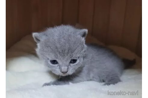 成約済の愛知県のシャルトリュー-95240の5枚目