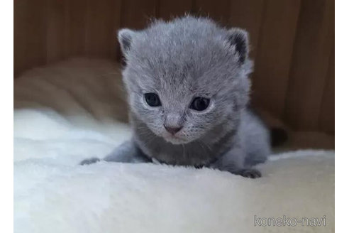 成約済の愛知県のシャルトリュー-95240の4枚目