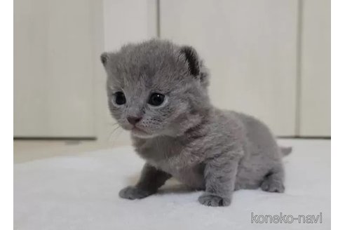 成約済の愛知県のシャルトリュー-95240の2枚目