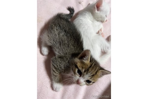 成約済の埼玉県のミックス-95247の1枚目