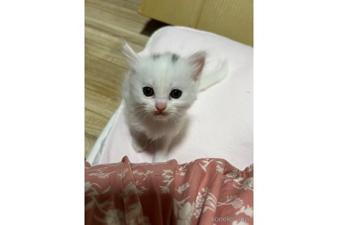 成約済の埼玉県のミックス-95248の23枚目
