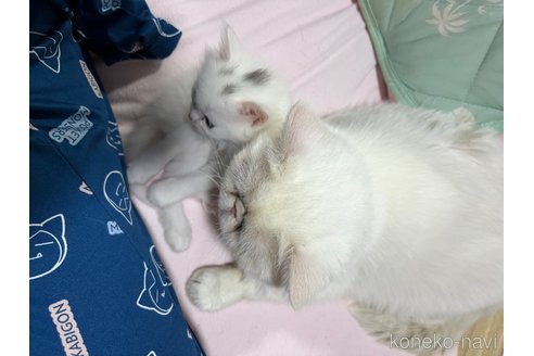 成約済の埼玉県のミックス-95248の25枚目