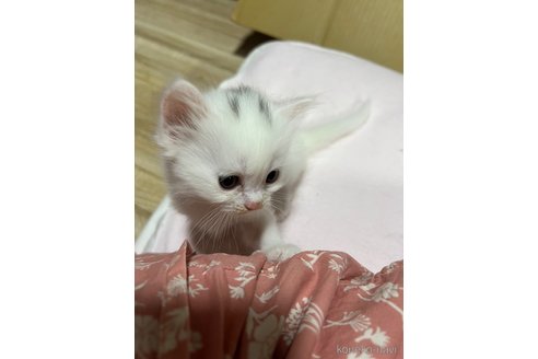 成約済の埼玉県のミックス-95248の24枚目