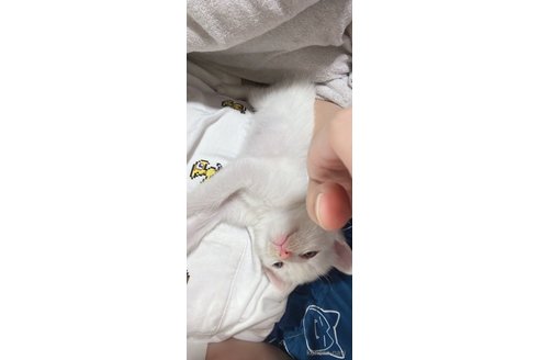 成約済の埼玉県のミックス-95249の11枚目