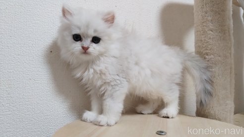 成約済の愛知県のペルシャ(チンチラ)-93143の2枚目