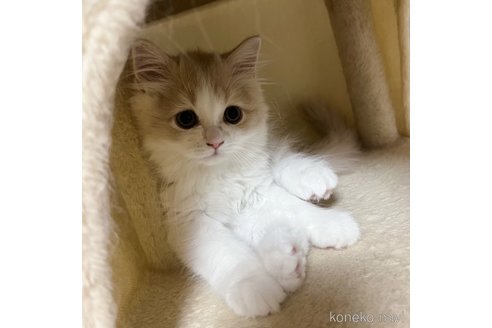 成約済の三重県のスコティッシュフォールド-90038の9枚目