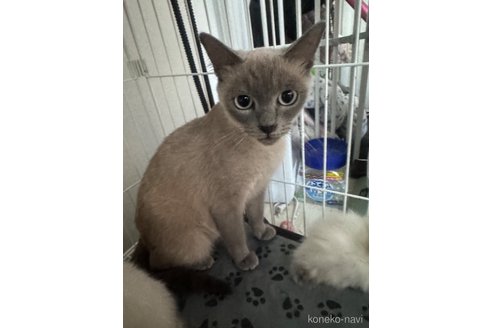 アイスラちゃん1枚目