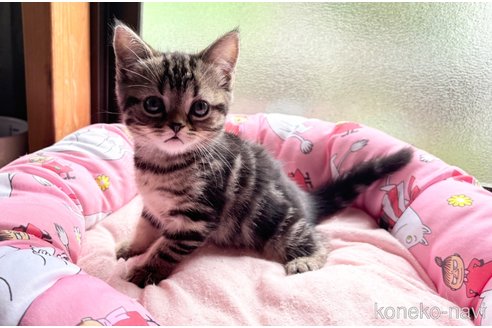 成約済の千葉県のスコティッシュフォールド-92232の11枚目