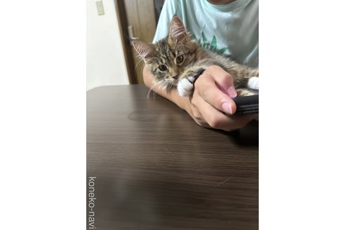 成約済の三重県のメインクーン-94893の2枚目