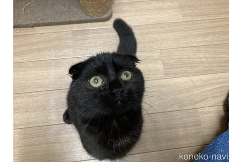 成約済の静岡県のマンチカン-84091の1枚目