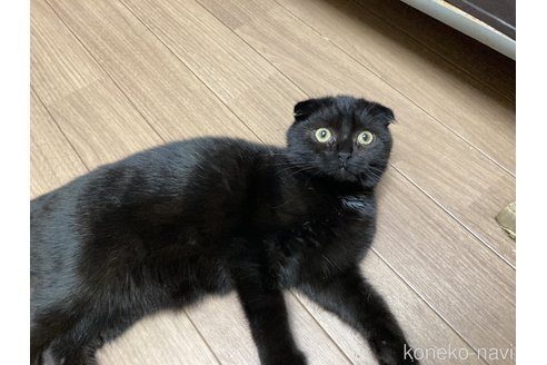 成約済の静岡県のマンチカン-84091の4枚目