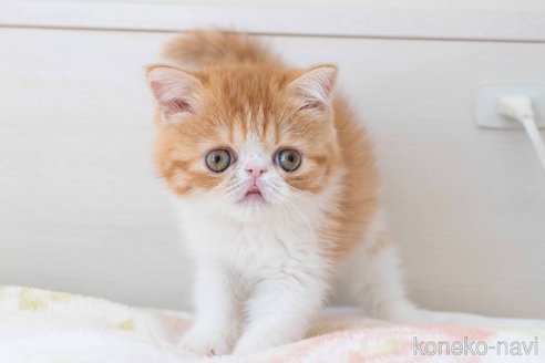 成約済の東京都のエキゾチックショートヘア-93084の19枚目