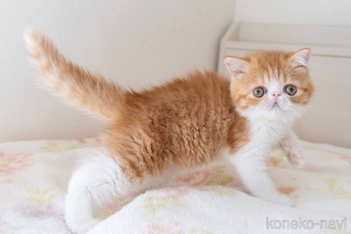 成約済の東京都のエキゾチックショートヘア-93084の17枚目