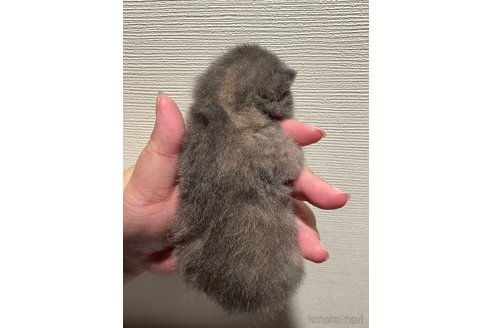 成約済の滋賀県のブリティッシュショートヘア-94082の4枚目