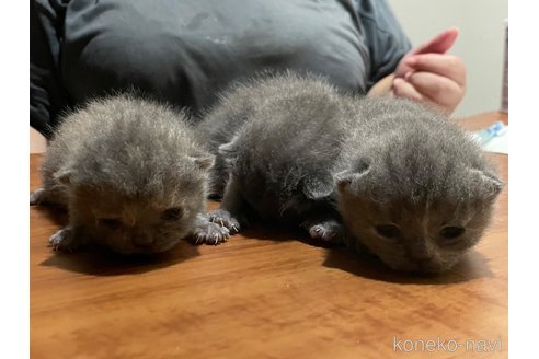 成約済の滋賀県のブリティッシュショートヘア-94082の5枚目