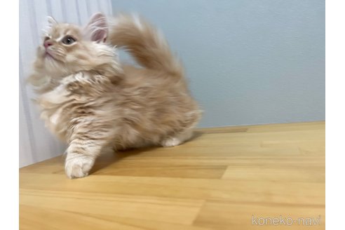 成約済の群馬県のミヌエット-90036の3枚目