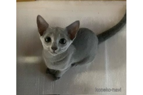 成約済の埼玉県のロシアンブルー-89796の8枚目