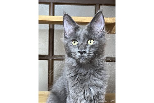成約済の神奈川県のメインクーン-90192の1枚目