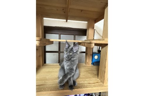 成約済の神奈川県のメインクーン-90192の5枚目