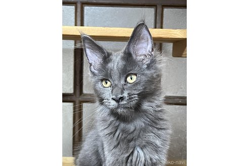成約済の神奈川県のメインクーン-90192の4枚目