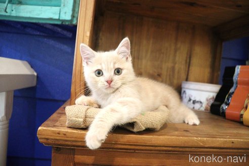 成約済の大阪府のマンチカン-92155の3枚目