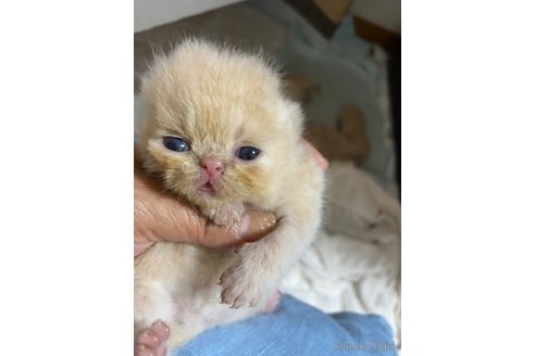 成約済の神奈川県のエキゾチックショートヘア-95275