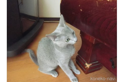 成約済の兵庫県のロシアンブルー-88472の3枚目