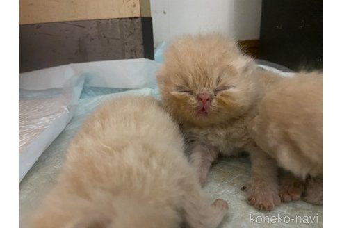 成約済の神奈川県のエキゾチックショートヘア-95275の4枚目
