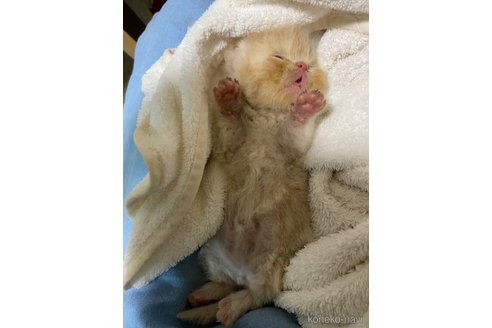 成約済の神奈川県のエキゾチックショートヘア-95275の2枚目