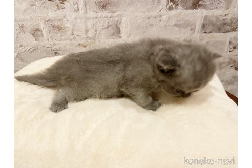 成約済の島根県のブリティッシュロングヘア-95281の7枚目