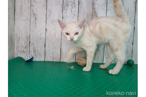 成約済の三重県のアメリカンショートヘア-93006の4枚目