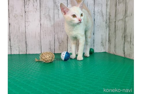 成約済の三重県のアメリカンショートヘア-93006の3枚目